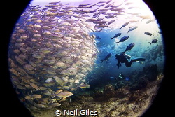 Jacks - This was taken in Sipadan in the Celebes Sea. It ... by Neil Giles 